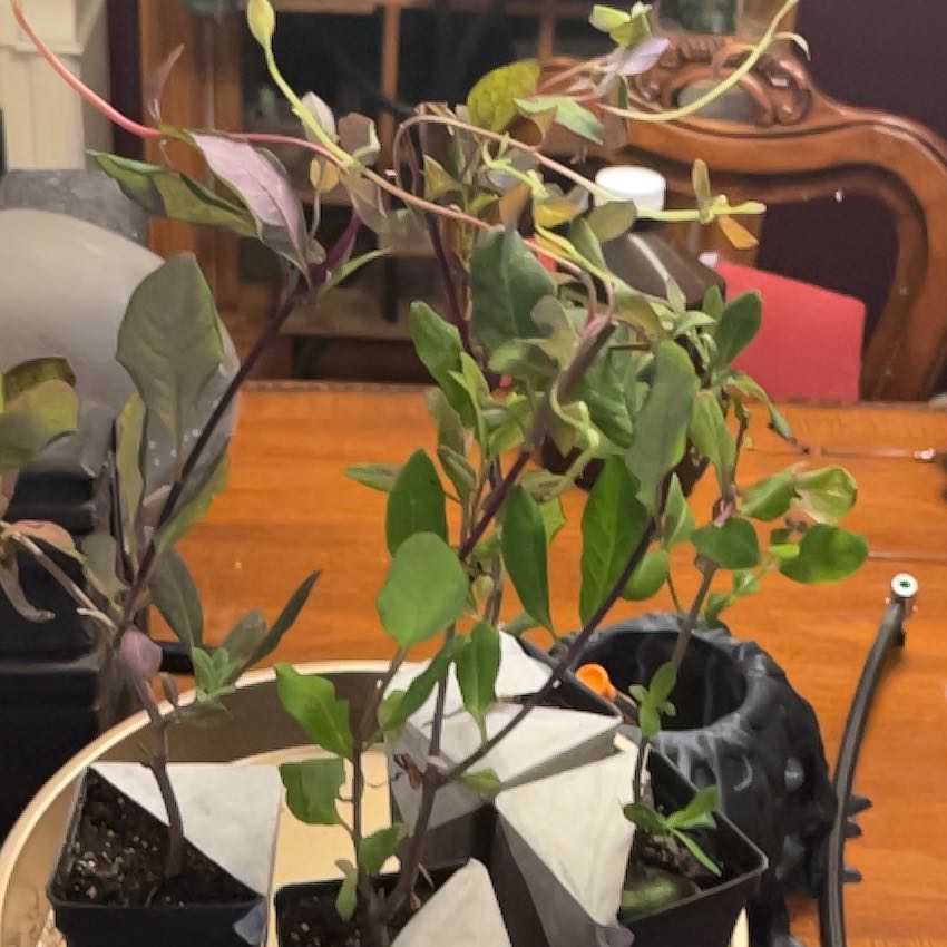 Photo of the plant species Late Dutch Honeysuckle by @HipTurmeric98 named Marilyn on Greg, the plant care app
