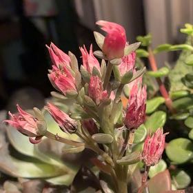 Photo of the plant species San Gabriel River Dudleya by @YesDeerfern16 named Miley on Greg, the plant care app