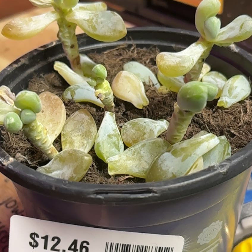 Photo of the plant species Blue Giant by @SlickCorkoak40 named Pax on Greg, the plant care app