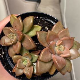 Photo of the plant species Graptosedum 'Vera Higgins' by @DandyBluebill60 named Jade on Greg, the plant care app