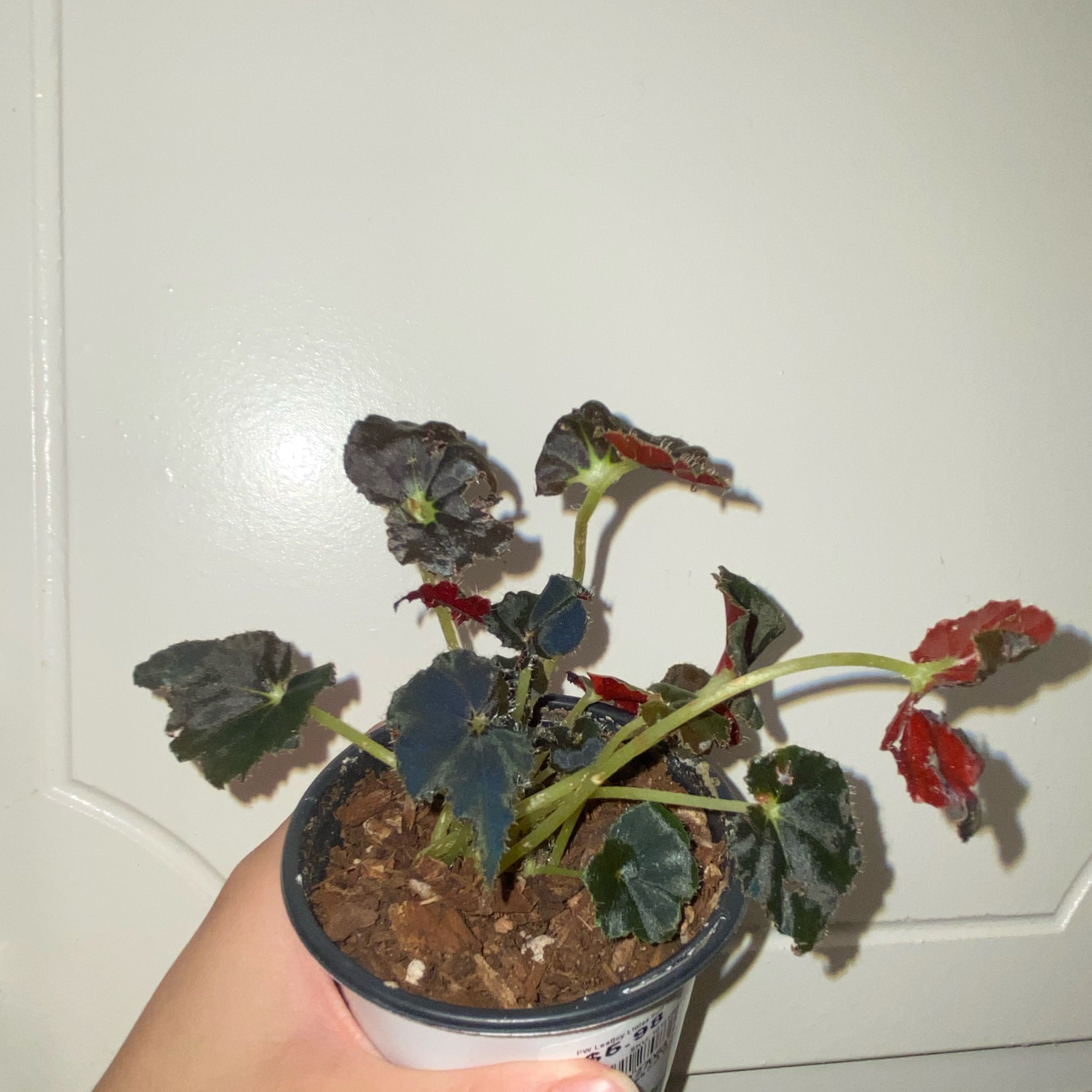 Photo of the plant species Begonia 'Black Mamba' by @DandyBluebill60 named Hades on Greg, the plant care app