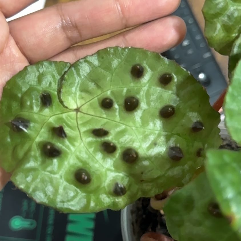 Photo of the plant species Begonia Ferox by @HipRamsons40 named Baesil on Greg, the plant care app