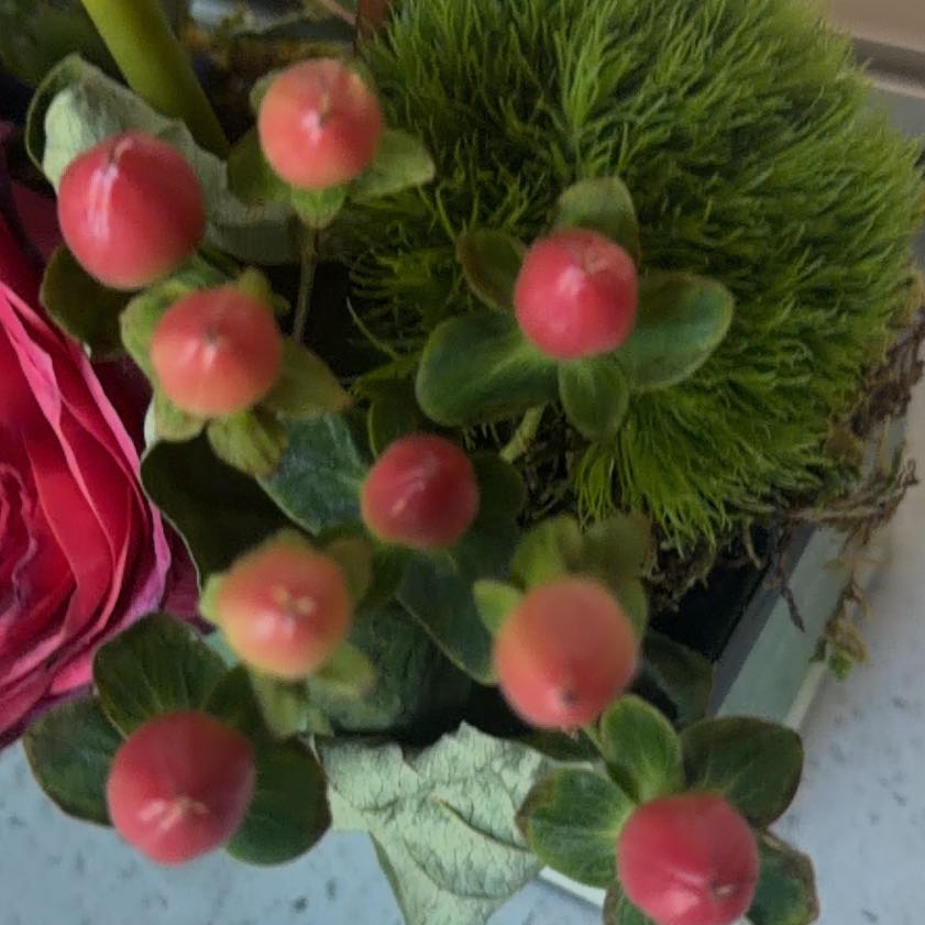 Photo of the plant species Makole by @SkilledWorm21 named Mollie on Greg, the plant care app