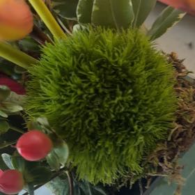 Photo of the plant species Large White-Moss by @SkilledWorm21 named Rihanna on Greg, the plant care app