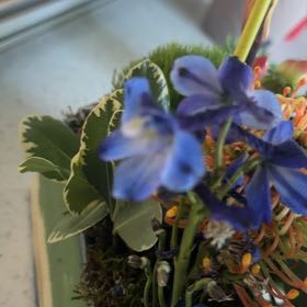 Photo of the plant species Pride of Madeira by @SkilledWorm21 named Kardashian on Greg, the plant care app