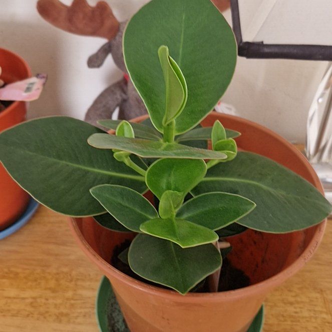 Photo of the plant species Natal Plum by @KeyAppletree56 named Darwin on Greg, the plant care app