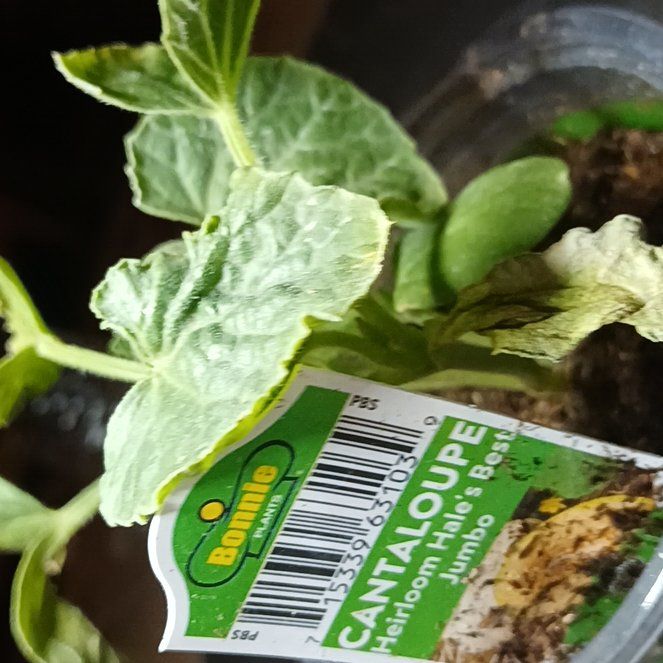 Photo of the plant species Hale's Best Jumbo Melon by @TidySilktree27 named Athena on Greg, the plant care app