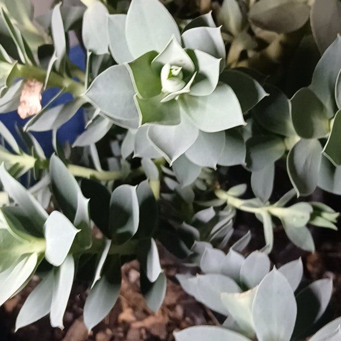 Photo of the plant species Myrtle Spurge by @TidySilktree27 named Beckham on Greg, the plant care app