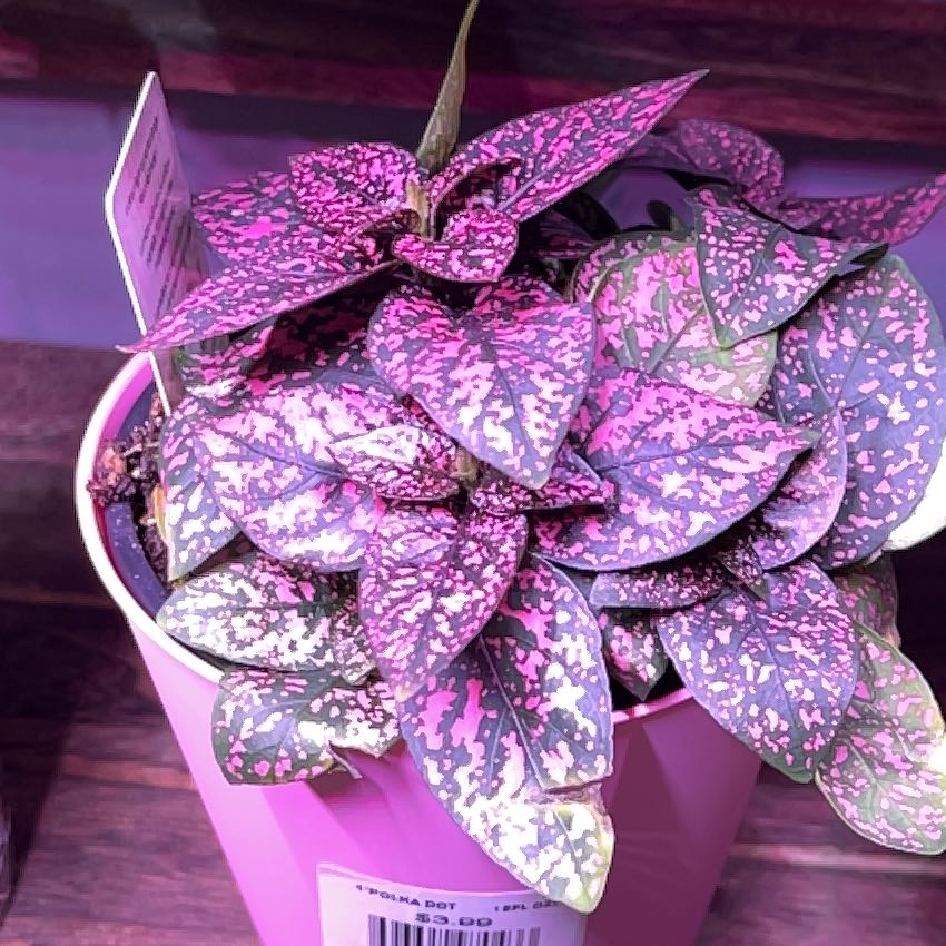 Healthy Polka Dot Plant with vibrant pink and green variegated leaves in a pot, photographed on a dark wood background.