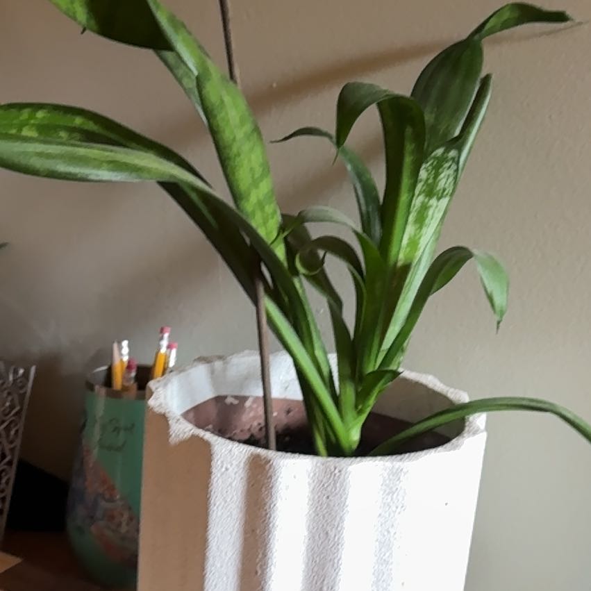 Photo of the plant species Jaboa Sansevieria by @BestDaffodil27 named Sahara on Greg, the plant care app