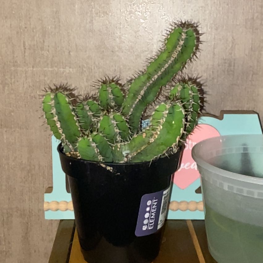 Photo of the plant species Euphorbia Polyacantha by @JuicyOmnom65 named Poobert on Greg, the plant care app