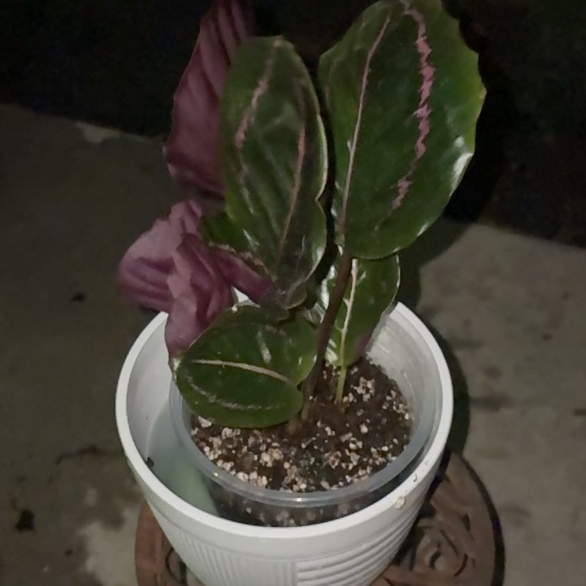 Photo of the plant species Calathea Dottie by @LordlyEuphorbia named Calathea Dottie on Greg, the plant care app