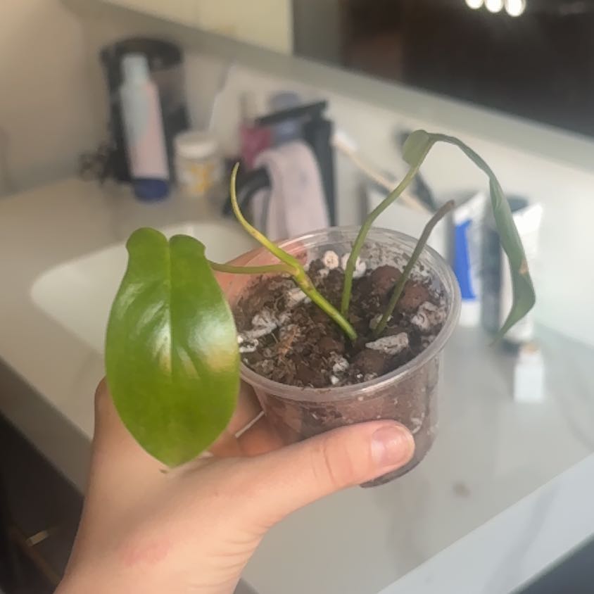 Photo of the plant species Philodendron 'Florida Beauty' by @madalyn.marie named phil on Greg, the plant care app