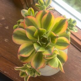 Photo of the plant species succulent by @madalyn.marie named theseus on Greg, the plant care app