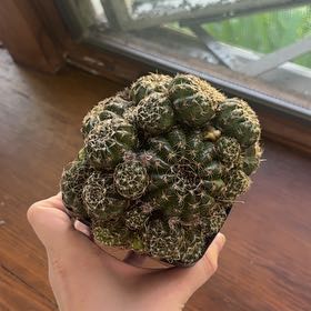 Photo of the plant species Missouri Foxtail Cactus by @madalyn.marie named mr beast on Greg, the plant care app