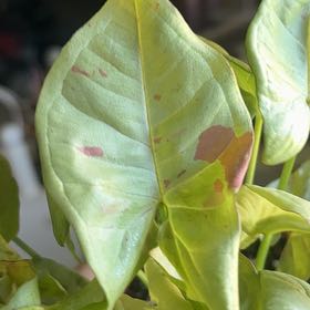 Photo of the plant species Milk Confetti Syngonium by @madalyn.marie named ms. confetti on Greg, the plant care app