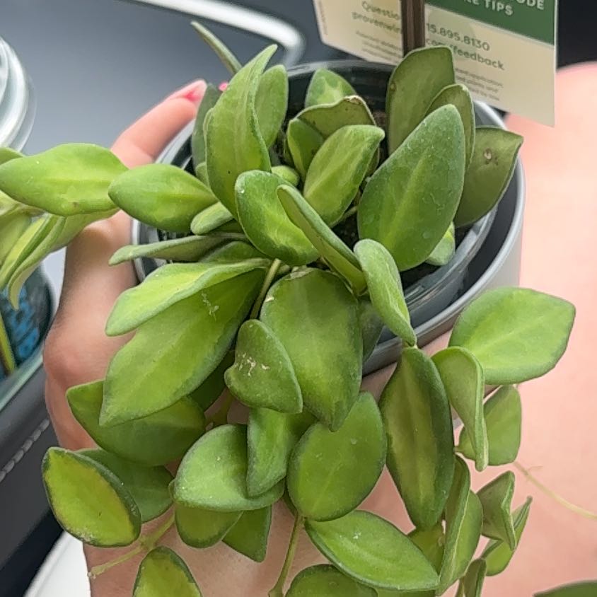 Photo of the plant species hoya burtoniae variegata by @madalyn.marie named Leaf Erickson on Greg, the plant care app