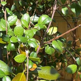 Photo of the plant species Asian Jasmine by @BriskWoodfern56 named Remington on Greg, the plant care app