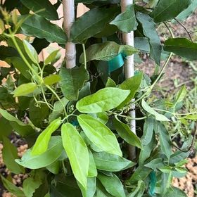 Photo of the plant species Crossvine by @BriskWoodfern56 named Bigleef Smalls on Greg, the plant care app