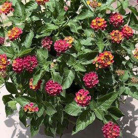 Photo of the plant species Lantana by @BriskWoodfern56 named Foxxy on Greg, the plant care app