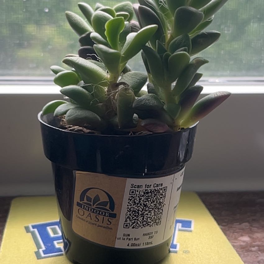 Photo of the plant species Anacampseros telephiastrum 'Variegata' by @AgilePepper35 named Georgie on Greg, the plant care app