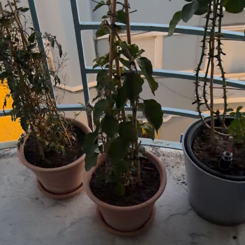 Photo of the plant species Bougainvillea by @UpbeatCacaotree named Nemo on Greg, the plant care app