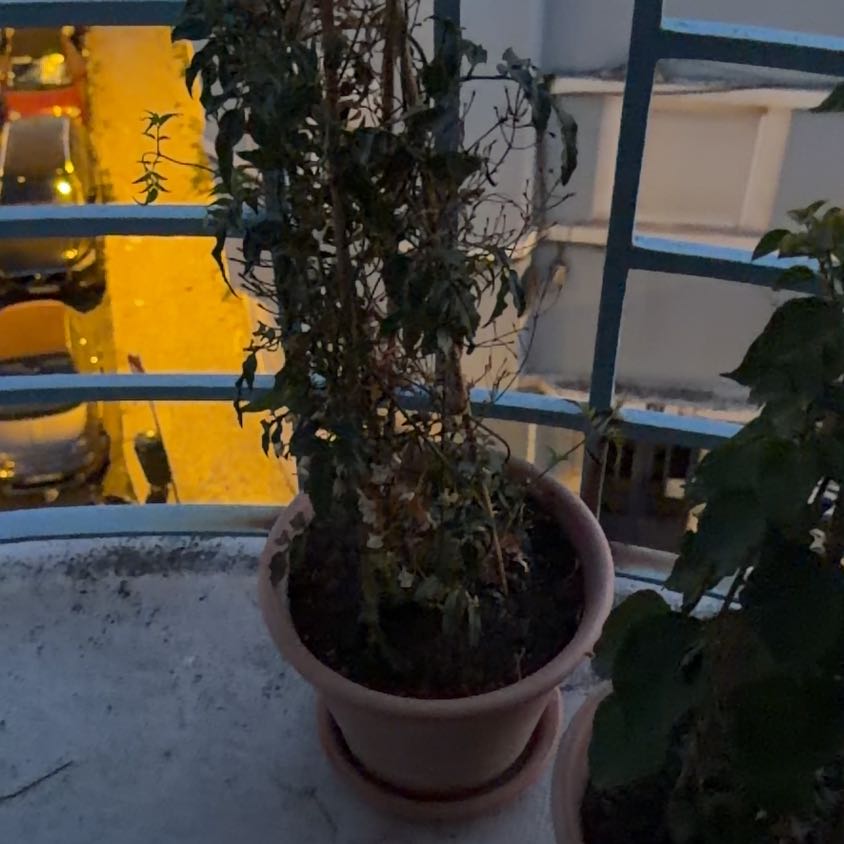 Photo of the plant species Jasmine by @UpbeatCacaotree named Sage on Greg, the plant care app