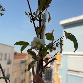 Photo of the plant species Sweet Mock Orange by @UpbeatCacaotree named Kylie on Greg, the plant care app