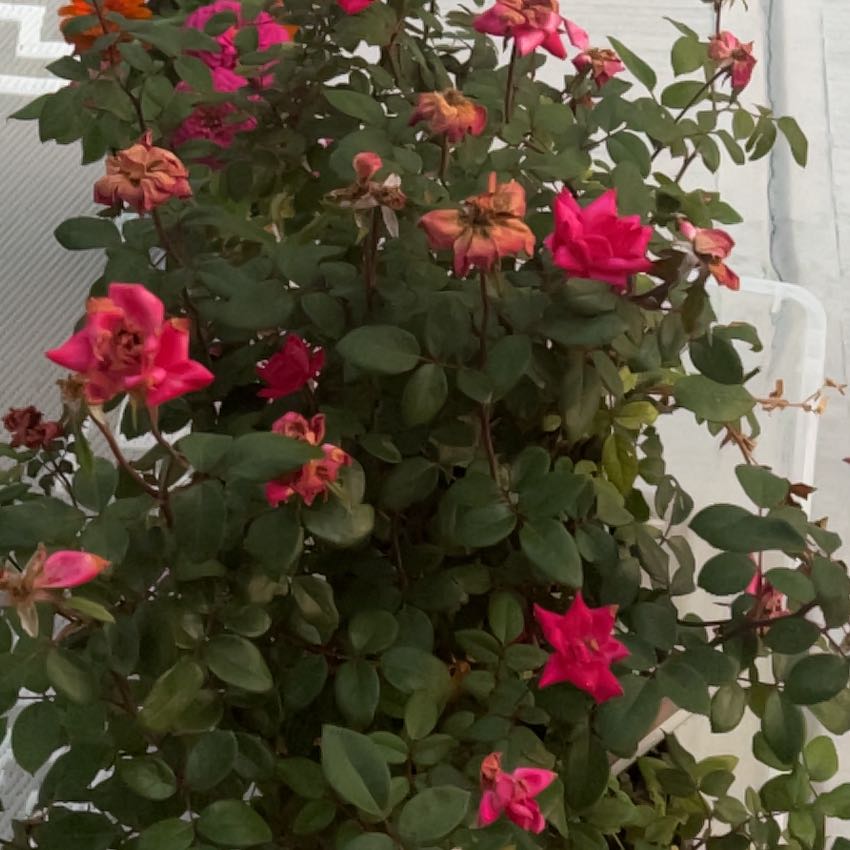 Photo of the plant species Pink Double Knock Out Rose by @HotGuasca80 named Aria on Greg, the plant care app