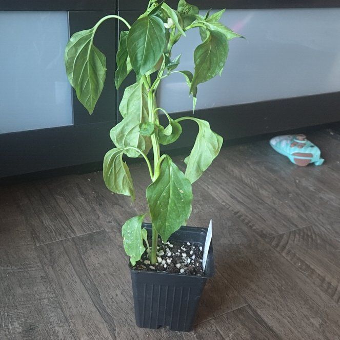Photo of the plant species Cherry Pepper by @AceGhostplant79 named Peppa on Greg, the plant care app