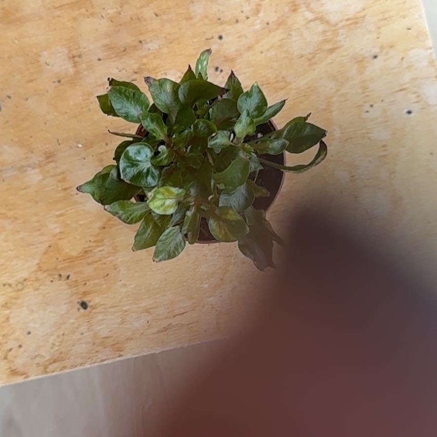 Photo of the plant species Mirror Plant 'Argentea' by @KindHopsage74 named Foxxy on Greg, the plant care app