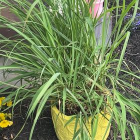 Photo of the plant species Lemon Grass by @YiftRedmint67 named Austen on Greg, the plant care app