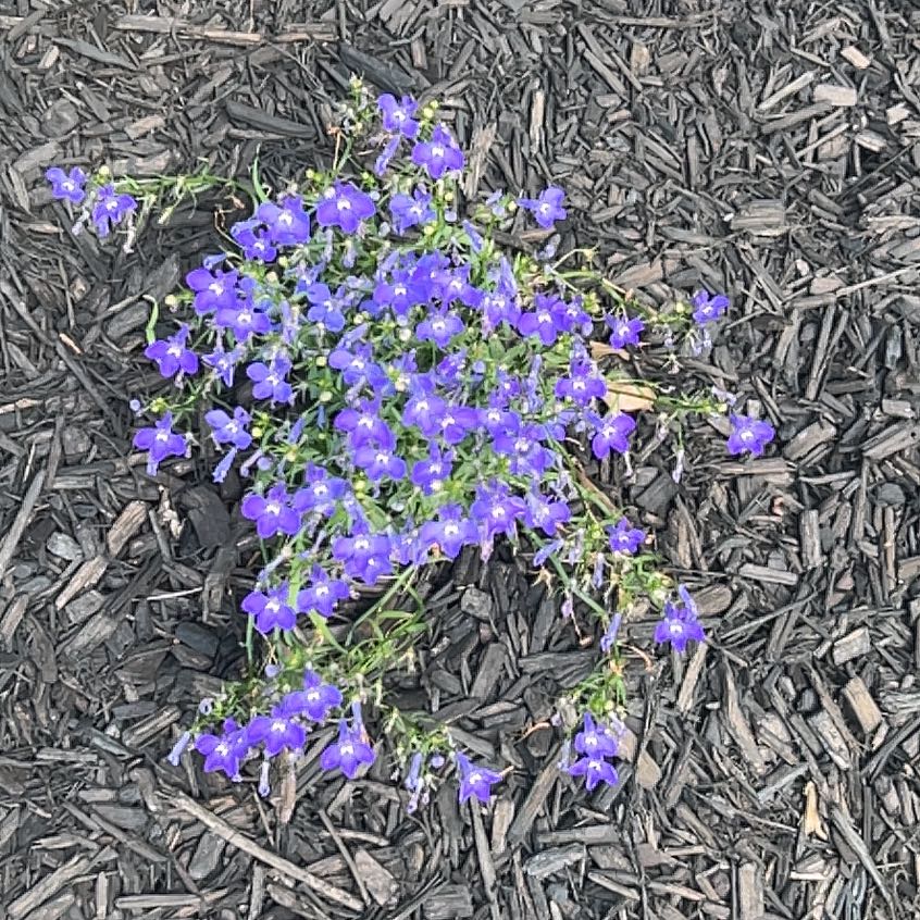 Photo of the plant species Edging Lobelia by @YiftRedmint67 named da Vinci on Greg, the plant care app