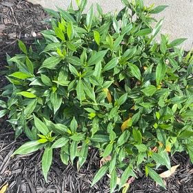 Photo of the plant species Sacred Bamboo by @YiftRedmint67 named Apollo on Greg, the plant care app