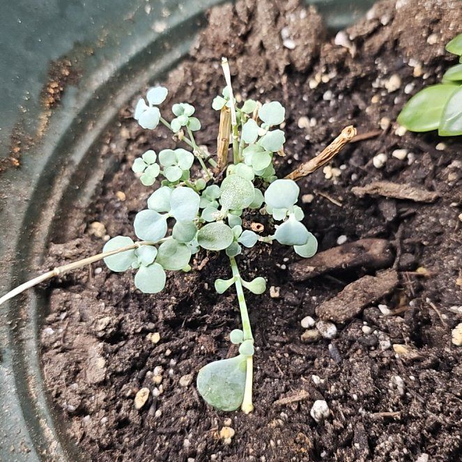 Photo of the plant species Silver Dollar Tree by @QuotableKaraka0 named Gregarious on Greg, the plant care app