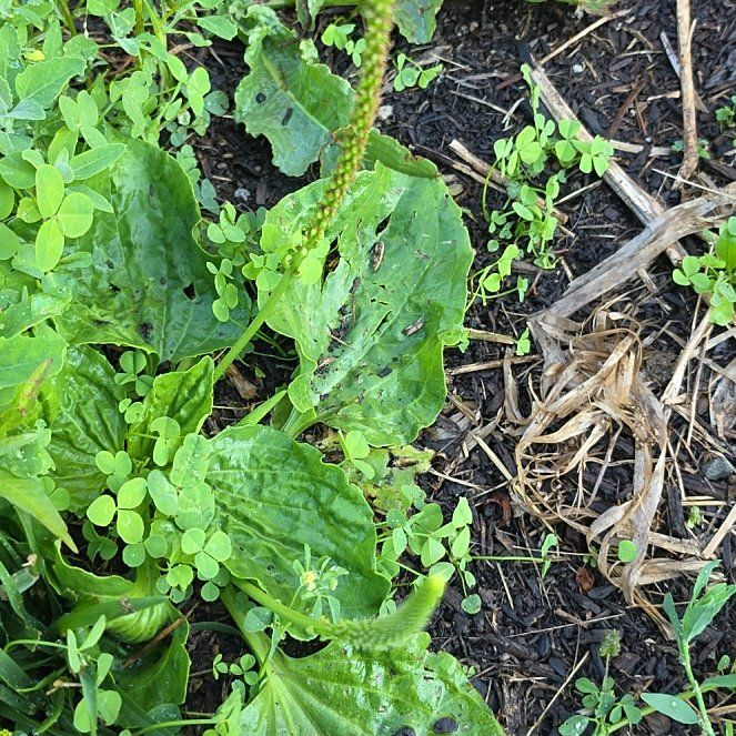 Photo of the plant species Broadleaf Plantain by @QuotableKaraka0 named Bieber on Greg, the plant care app