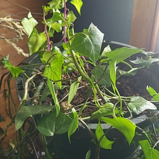 Photo of the plant species Cape Ivy by @YeahWorm13 named Curie on Greg, the plant care app