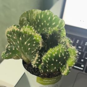 Photo of the plant species Opuntia cylindrica f. cristata by @HotSaguaro86 named Luna on Greg, the plant care app