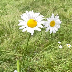 Photo of the plant species Ox-Eye Daisy by @TryScarletoak53 named Clooney on Greg, the plant care app