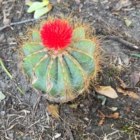 Photo of the plant species Ferocactus Pilosus by @CivicLippia37 named Dolores on Greg, the plant care app