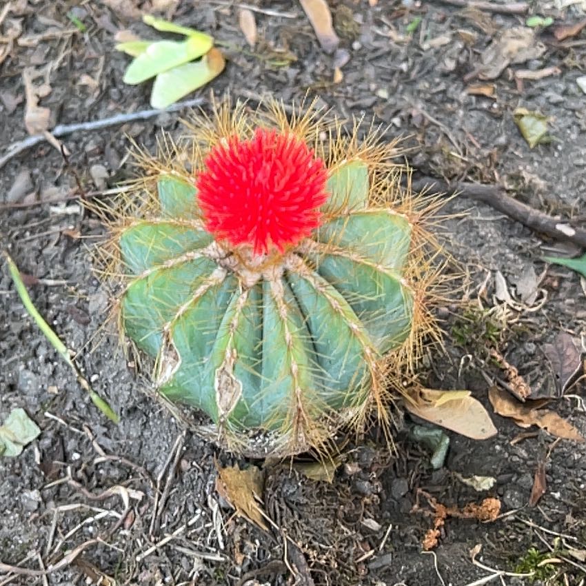 Photo of the plant species Eagle Claw by @CivicLippia37 named Nemo on Greg, the plant care app