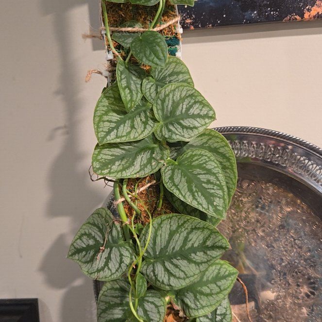 Photo of the plant species Shingle Plant by @KeyMakole72 named Lola on Greg, the plant care app