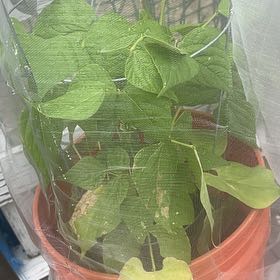 Photo of the plant species Common Bean by @HolyTawapou75 named Captain Plant-it on Greg, the plant care app