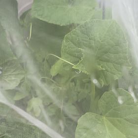 Photo of the plant species Melon by @HolyTawapou75 named Scarlett on Greg, the plant care app