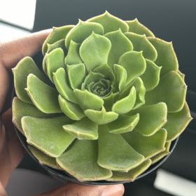 Photo of the plant species Echeveria Brown Rose by @JazzyMastic52 named Sherlock on Greg, the plant care app