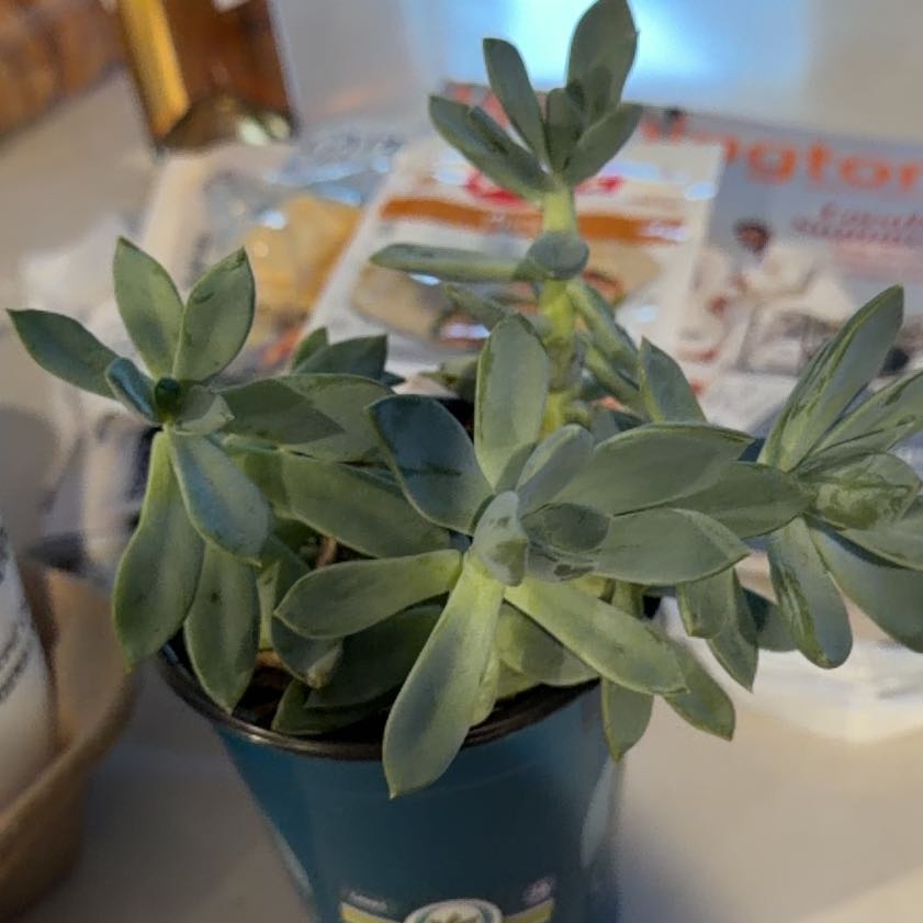 Photo of the plant species landscape succulent asstd. by @JazzyMastic52 named Sigmund on Greg, the plant care app