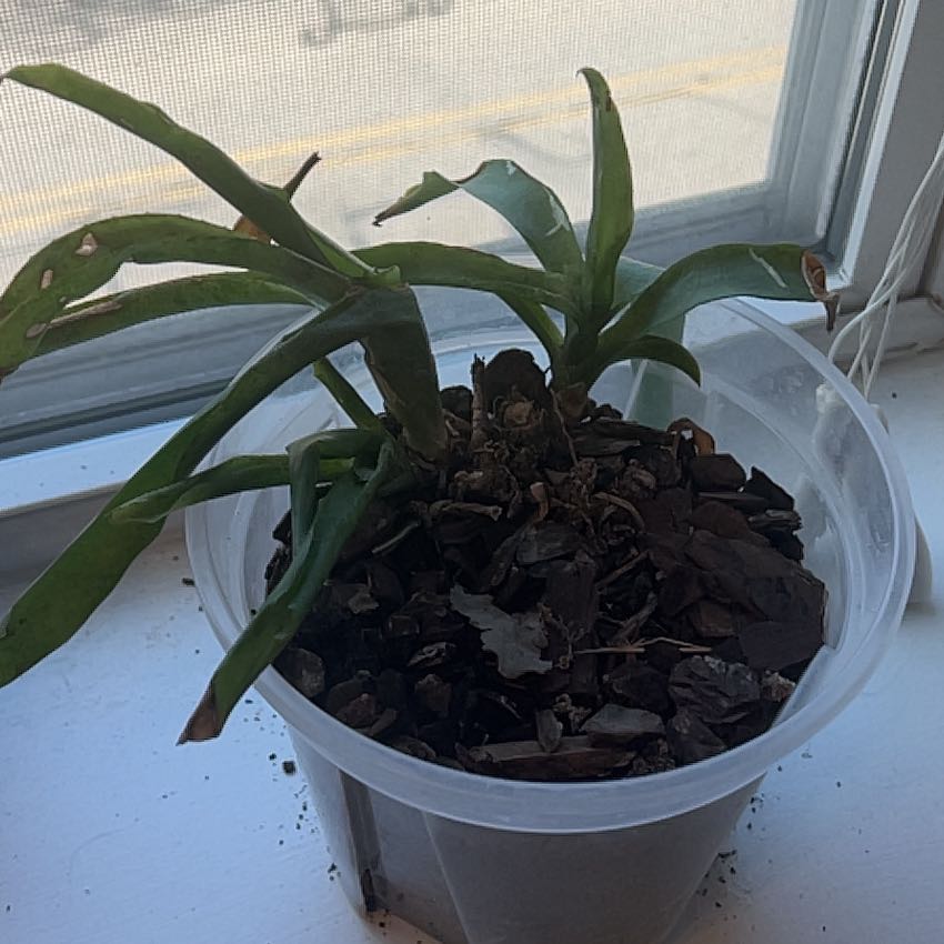 Photo of the plant species Guzmania Bromeliad by @SteamyKūmarahou named Spike Leaves on Greg, the plant care app