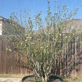 Photo of the plant species Crape Myrtle by @SteamyKūmarahou named Foxxy on Greg, the plant care app