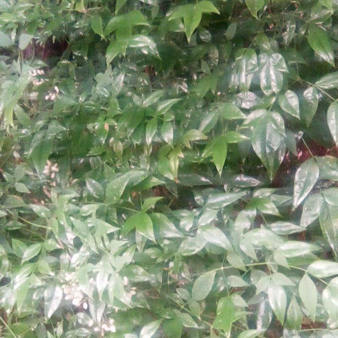 Photo of the plant species Sacred Bamboo by @CaringOrchid66 named Spike Leaves on Greg, the plant care app