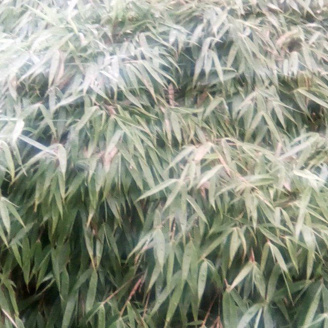 Photo of the plant species Monk's Belly Bamboo by @CaringOrchid66 named Scarlett on Greg, the plant care app